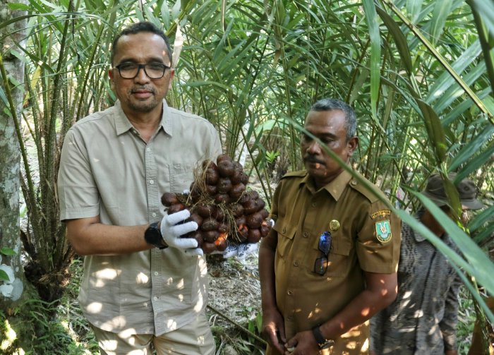 Panen Salak, Pj Wali Kota: lahan pertanian Sabang menjanjikan